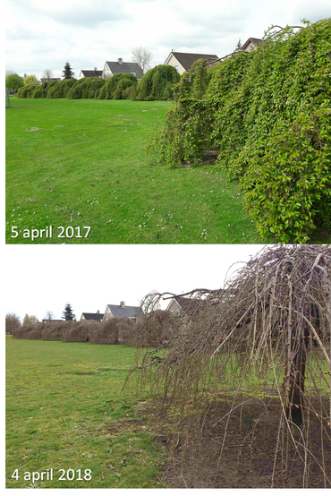 GrowApp-foto’s van prunus op 5 april 2017 en 4 april 2018. Klik op de foto om de hele time-lapse video te bekijken