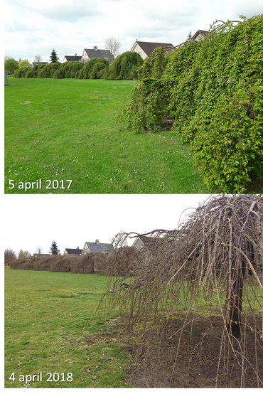 GrowApp-foto’s van prunus op 5 april 2017 en 4 april 2018. Klik op de foto om de hele time-lapse video te bekijken