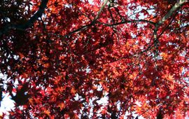 Japanse esdoorn, Acer palmatum var. Nuresagi, 23 October 2007