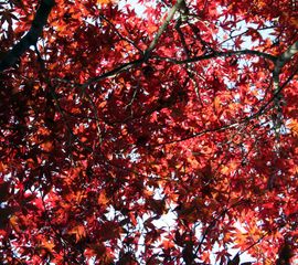 Jean-Pol Grandmont, wikimedia commons Japanse esdoorn, Acer palmatum var. Nuresagi, 23 October 2007