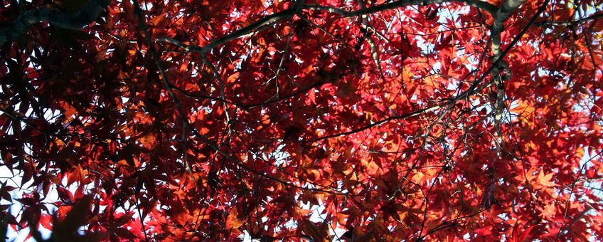 Japanse esdoorn, Acer palmatum var. Nuresagi, 23 October 2007