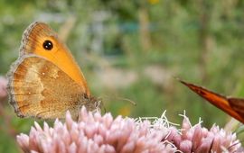 oranje zandoogje - primair