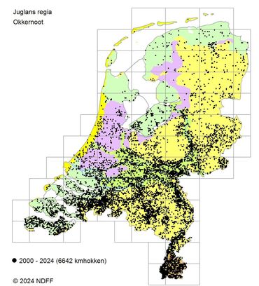 Kilometerhokken waarin Okkernoot in de periode 2000 tot 2024 is aangetroffen