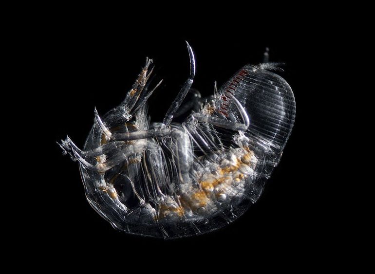 Under a microscope amphipods can be identified based on morphological characters 