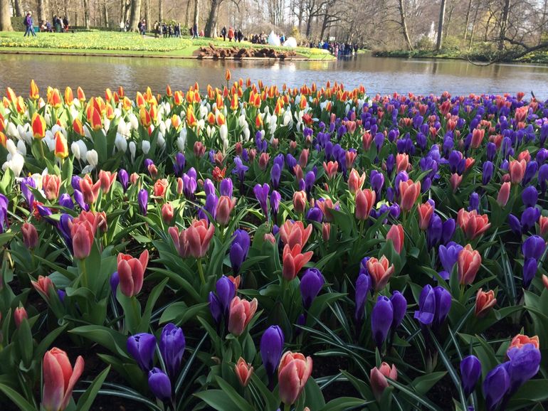 Bloemenpracht in de Keukenhof op 6 april 2018