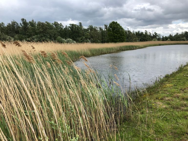 Resultaten rietaanplant in de Erfkamerlingschap, oudste gedeelte uit 2012. Hier broedt inmiddels de roerdomp weer, mei 2020 