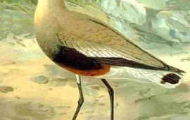 Johann Friedrich Naumann (1780-1857) Steppekievit, Naturgeschichte der Vögel Mitteleuropasm, Publiek Domein