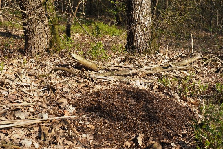 Koepelnest van de behaarde bosmier in natuurlijk stuk bos bij ‘De Heide’