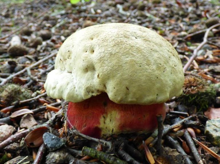 De Satansboleet (Boletus satanas) is in Vlaanderen zeer zeldzaam. De boleet dankt zijn naam aan het feit dat hij vrij giftig is, hij veroorzaakt ernstige maag-darmproblemen maar leidt meestal niet tot de dood. Net als bij heksenboleten kleuren de rode buisjes blauwgroen bij aanraken