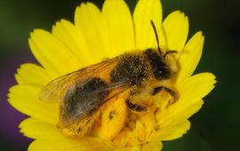 Een zandbij met volle 'stuifmeelmanden' op een akkergoudsbloem (foto: Alvesgaspar)
CC-by-SA 3.0 licentie