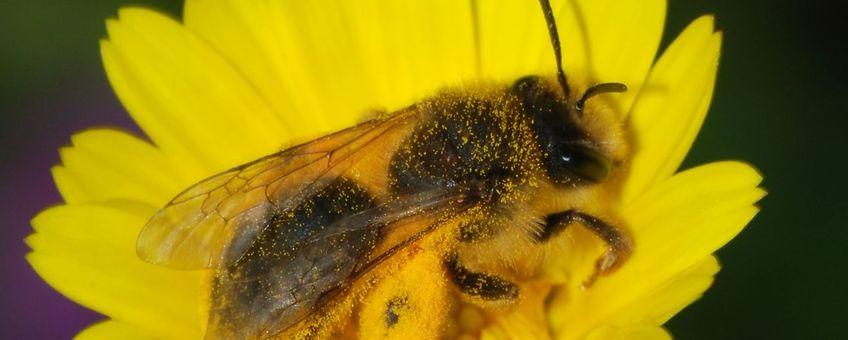 Een zandbij met volle 'stuifmeelmanden' op een akkergoudsbloem (foto: Alvesgaspar)
CC-by-SA 3.0 licentie