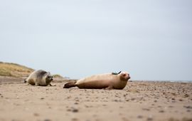 Jeroen Hoekendijk Snow White werd samen met gewone zeehond Luke vrijgelaten in zee
