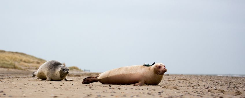 Snow White werd samen met gewone zeehond Luke vrijgelaten in zee