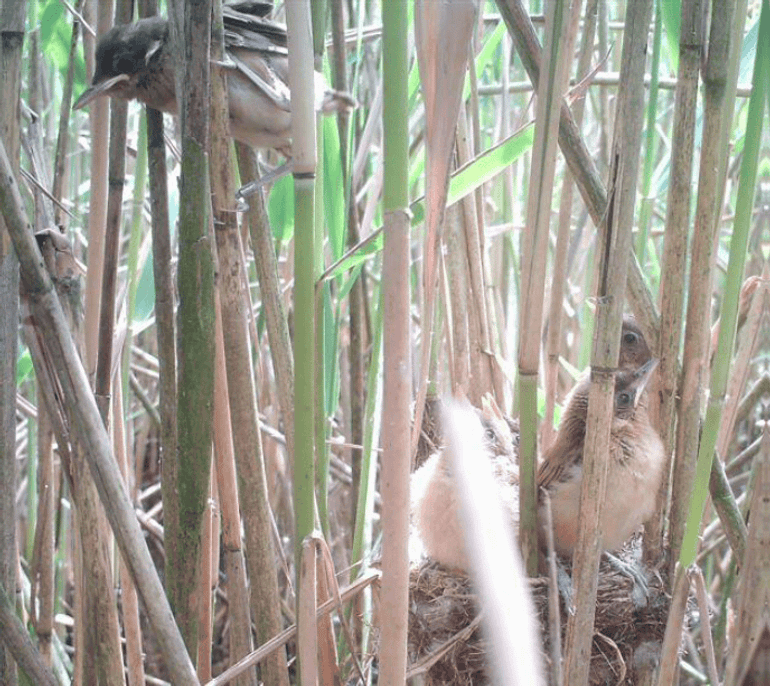 Als jonge karekieten een dag of 7 à 8 oud zijn, klimmen ze al af en toe uit het nest. Ze springen behendig van stengel naar stengel. Deze foto is genomen zonder te verstoren met een automatische camera