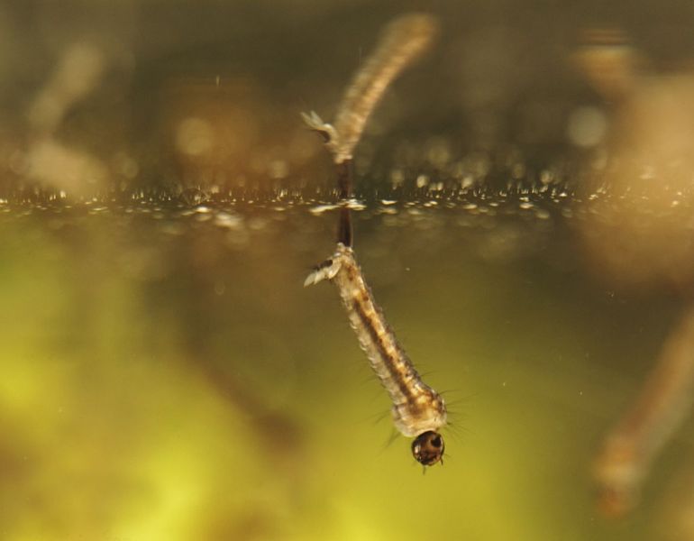 Muggenlarve onder water