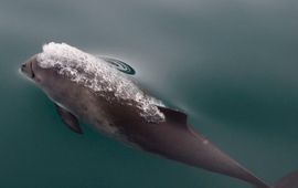Harbour porpoise bruinvis