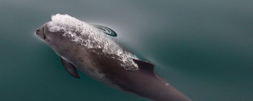 Harbour porpoise bruinvis