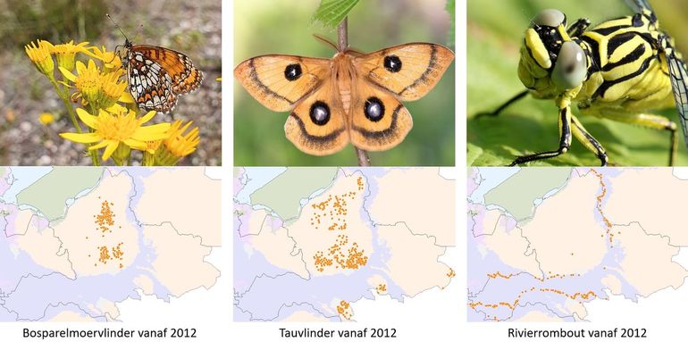 Verspreiding van bosparelmoervlinders, tauvlinder en rivierrombout in Gelderland, vanaf 2013