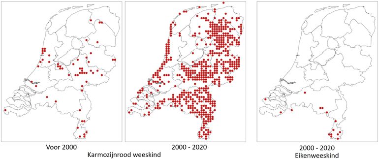 Kaartjes van karmozijnrood weeskind uit twee perioden, en van eikenweeskind vanaf 2000