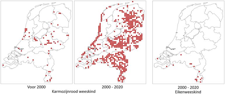 Kaartjes van karmozijnrood weeskind uit twee perioden, en van eikenweeskind vanaf 2000