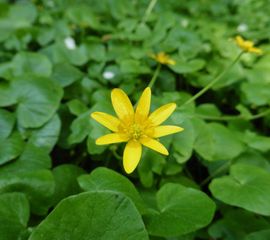 Ficaria verna, Speenkruid