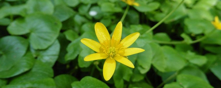 Ficaria verna, Speenkruid