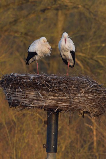 Ooievaarskoppel op het nest