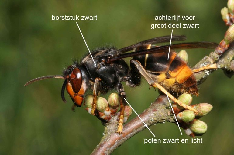 Kenmerken van de Aziatische hoornaar