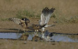 Ben Koks - EENMALIG GEBRUIK WGK waterhole