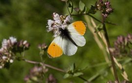 Oranjetipje Saxifraga