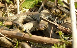 Martine van Oostveen In het voorjaar ontwaken de kleinere mannen enkele weken eerder dan de grote vrouwen om zich voor te bereiden op de paring. Deze ringslangmannen kijken uit naar het eerste vrouwtje die ontwaakt uit de winterslaap