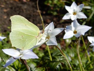 De citroenvlinder is tot eind april het meest gemeld op de flextellingen
