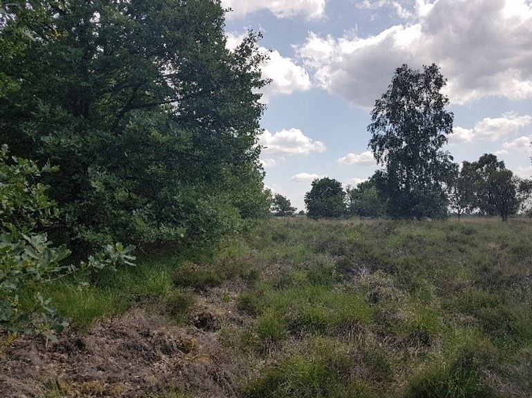 Vindplaats van bruine eikenpage op militair terrein de Leusderheide