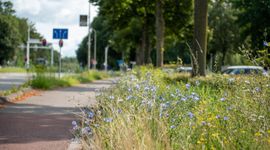 Een natuurinclusieve berm in Overijssel