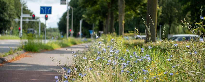 Een natuurinclusieve berm in Overijssel