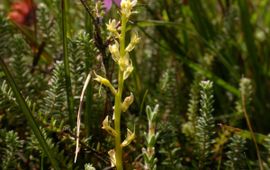 Peter Meininger Veenmosorchis Saxifraga