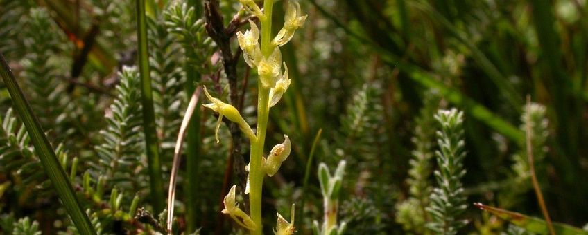 Veenmosorchis Saxifraga