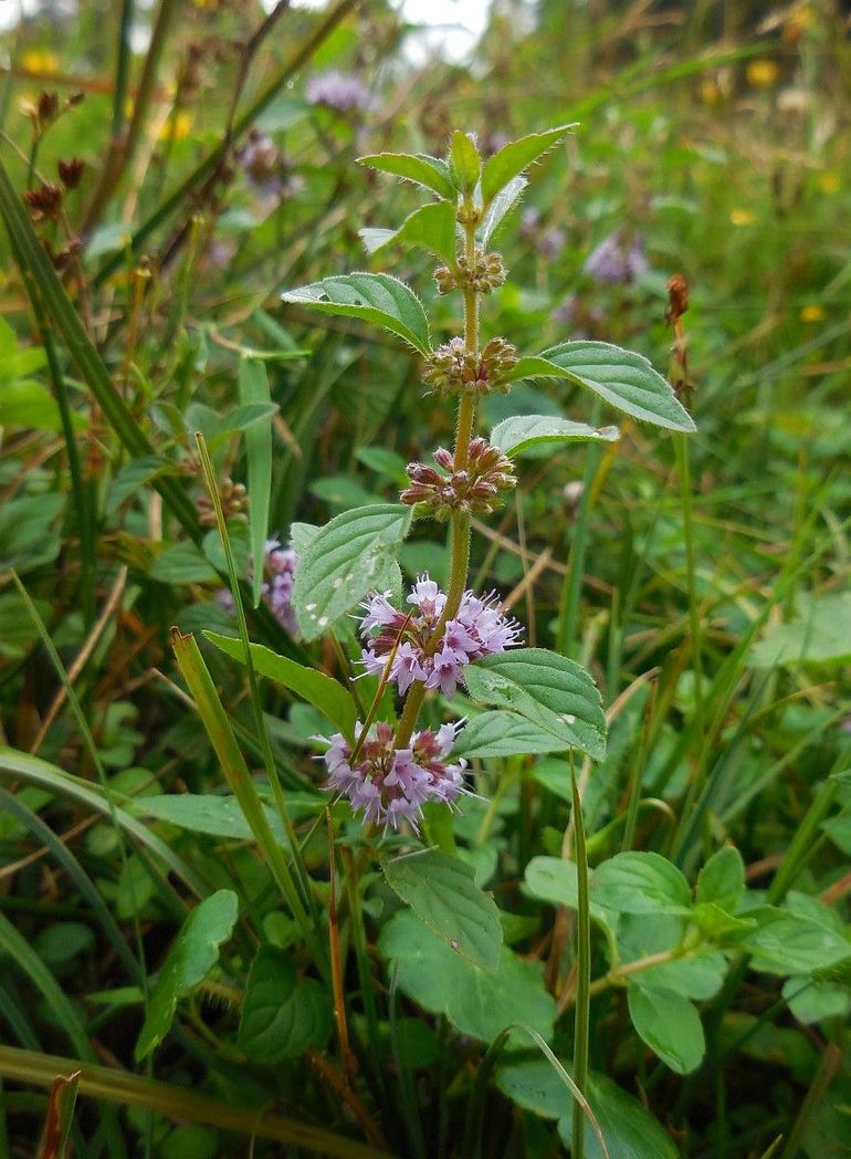 Soorten uit de lipbloemenfamilie zijn vaak aromatisch, zoals deze akkermunt