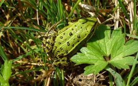 Juveniele bastaardkikker op najaarstrek