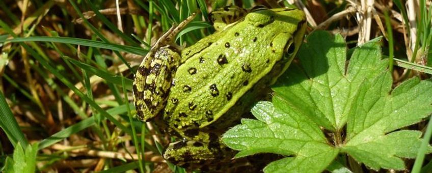 Juveniele bastaardkikker op najaarstrek