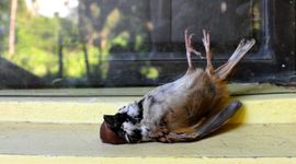 Ringmus doodgevlogen tegen een raam