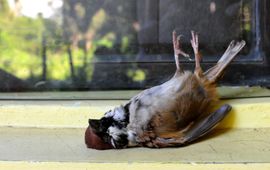 Ringmus doodgevlogen tegen een raam