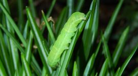 agaatvlinder rups - primair