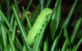 agaatvlinder rups - primair