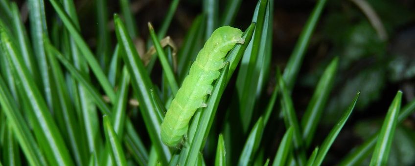 agaatvlinder rups - primair