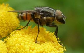 Mannetje Stomorhina lunata op boerenwormkruid. Foto Susan Rustidge.