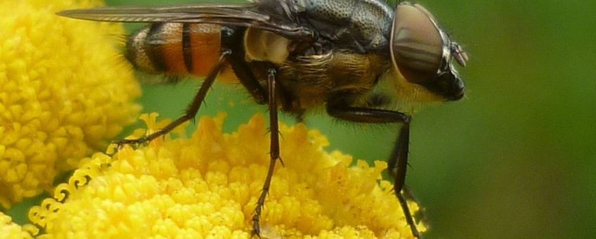 Mannetje Stomorhina lunata op boerenwormkruid. Foto Susan Rustidge.