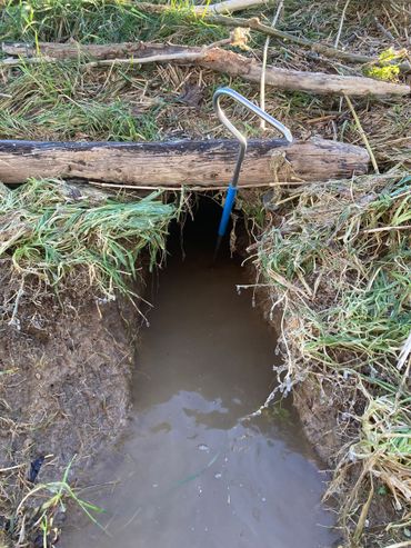 Graafschade door een bever