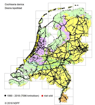 Verspreiding Deens lepelblad