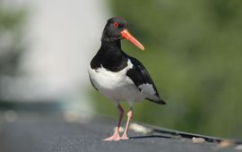 Jan Rodts/Vogelbescherming Vlaanderen Eenmalig gebruik / Scholekster